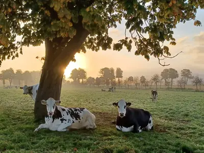 Trockensteher beim Sonnenaufgang