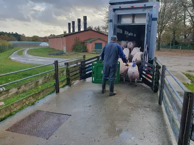 Verladung Mastschweine