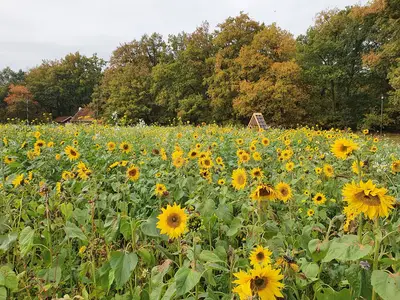 &Ouml;ffentlichkeitsarbeit Bl&uuml;hfl&auml;che