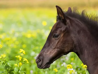 Pensionspferde und Pferdezucht