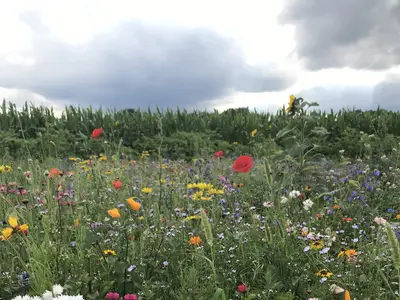 Bieneglück