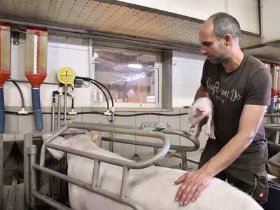 Tierkontrolle im Abferkelstall