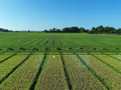 Neuansaaten Gr&auml;ser 