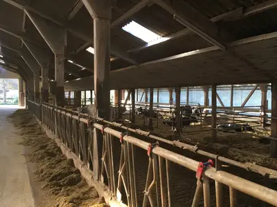 Milchviehstall von innen