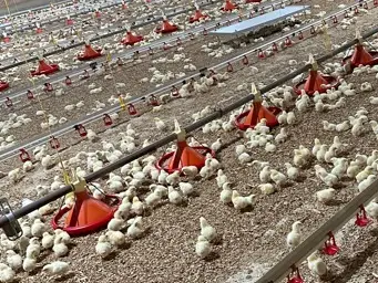 Heymann H&auml;hnchenmast GbR