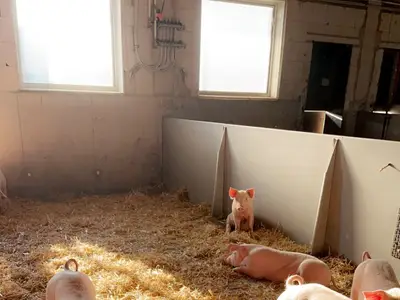 Schweinemast im Strohstall