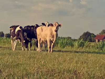 Jungvieh auf der Weide
