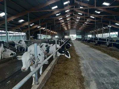 Kuhstall mit Futtertischbr&uuml;cke und Bel&uuml;ftung