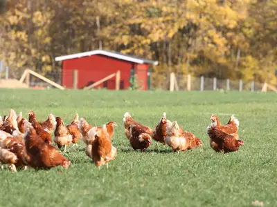 Freilandhennen mit unserer SB-Verkaufshütte im Hintergrund