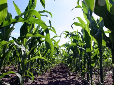 Maisanbau