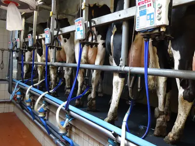 K&uuml;he im Melkstand