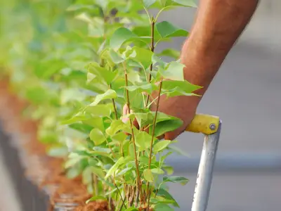 Frischgetopfte Flieder