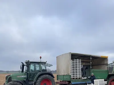 Legen der ersten Kartoffeln