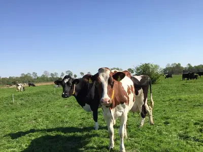 Unsere Milchk&uuml;he