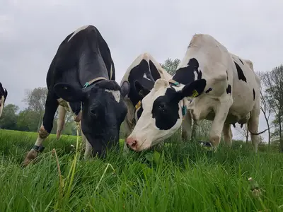 K&uuml;he beim Weidegang