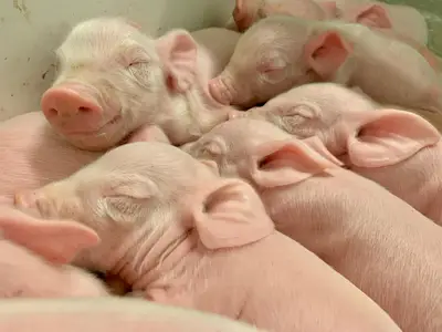 frisch geborene Ferkel