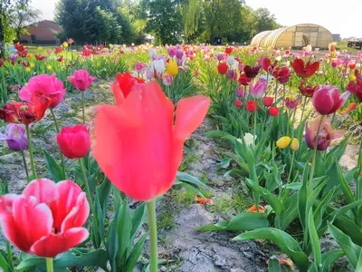 Blumen