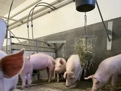 Mastschweine