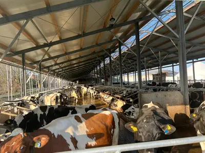 K&uuml;he genie&szlig;en die Sonne