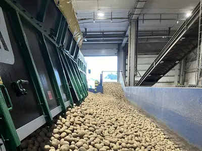 Speisekartoffeln abliefern