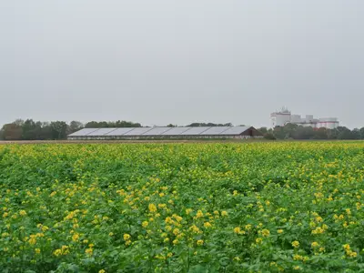 Blick auf den Sauenstall