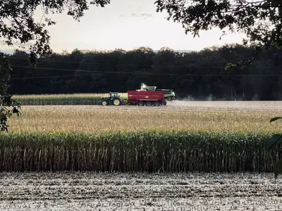 K&ouml;rnermaisernte