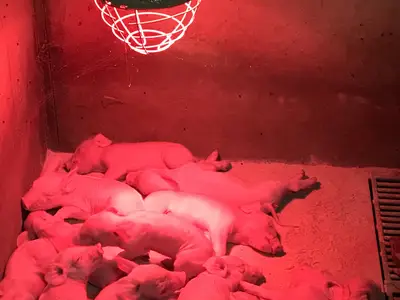 Ferkel unter der W&auml;rmelampe