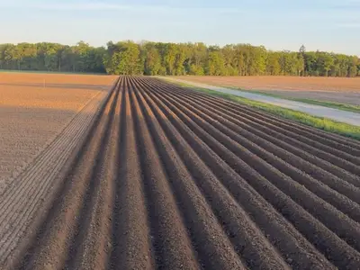 Frisch gepflanzte Kartoffeln