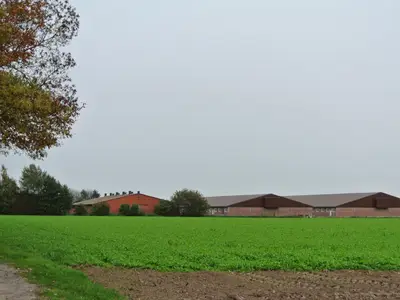 Sauenstall mit Ferkelaufzucht und zwei Mastställen