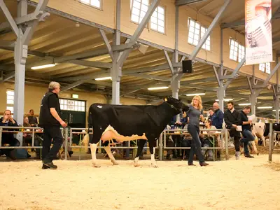 Zuchtviehauktion