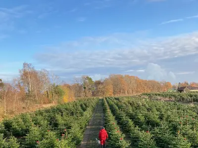 Weihnachtsb&auml;ume s&auml;gen