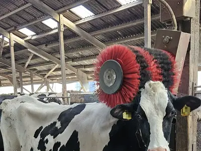 Wellness f&uuml;r die K&uuml;he