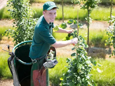 Alleeb&auml;ume sind echte Unikate - so wie DU!