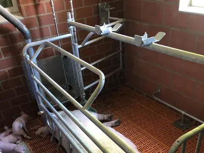 Bewegungsbucht in der Abferkelung