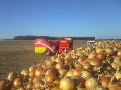 Zwiebelernte
