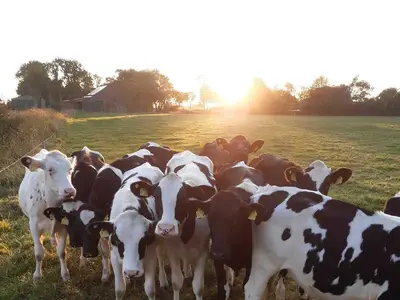 Johann und Wilke Harms-Jan&szlig;en GbR
