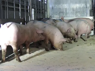 Schweine auf Viehtransporter