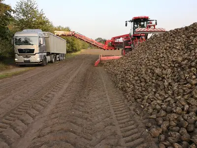 Zuckerr&uuml;benernte