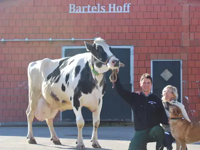Unsere &auml;lteste Kuh Monique (18 Jahre alt)
