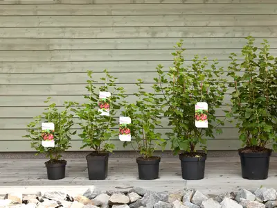 Unsere Ware in unterschiedlichen Gr&ouml;&szlig;en - f&uuml;r jeden Kunden das Richtige