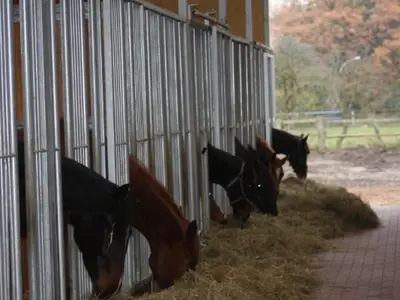 Pferde versorgen im Aufzuchtstall
