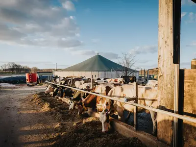 Blick aus dem Kuhstall / G&uuml;llepott