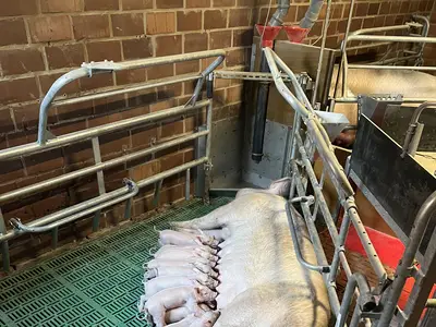 Neue Bewegungsbucht in der Abferkelung