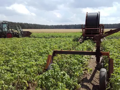 Beregnung in Kartoffeln