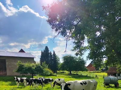 Ladies auf der Weide 