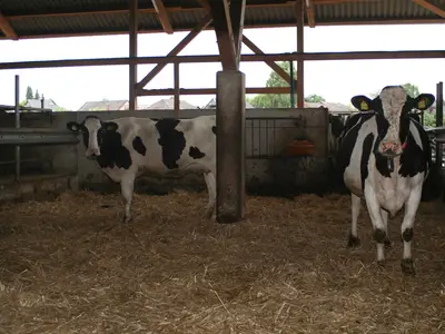 Anf&uuml;tterungsgruppe