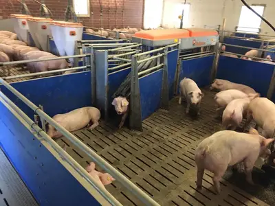 Umbau Stall Ochtmannien 2