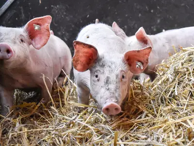 L&auml;ufer im Stroh