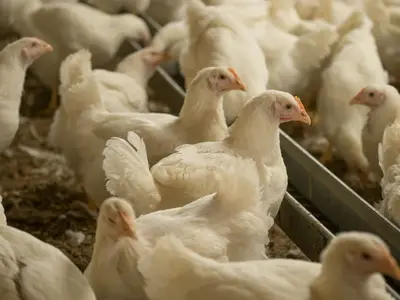 ...der Elterntiere...