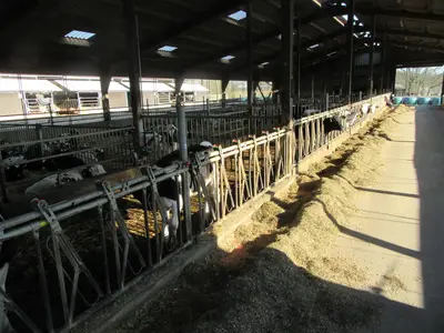 Jungviehstall